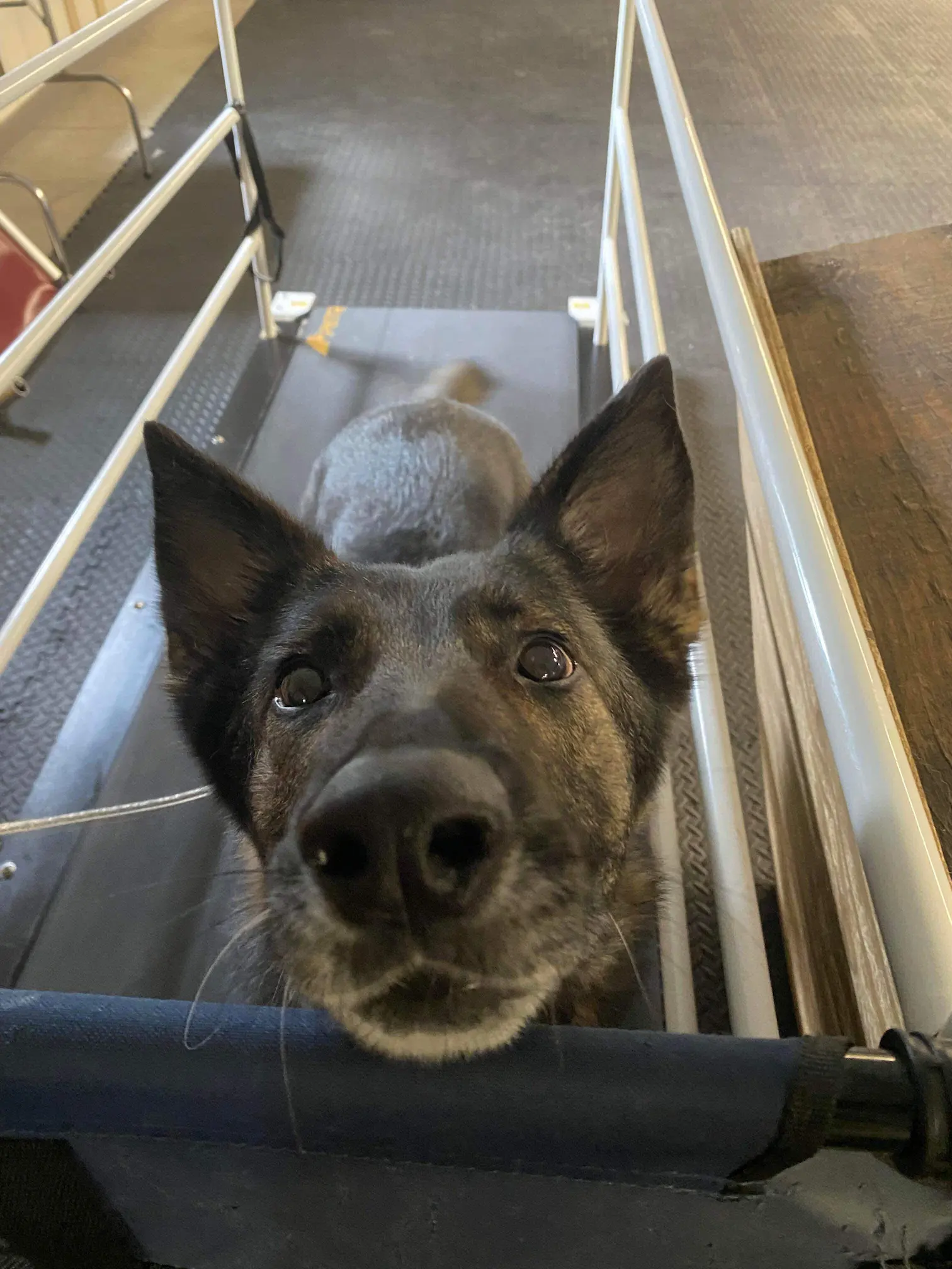Close-up of a curious brindle dog with erect ears looking directly at the camera while standing on a treadmill.