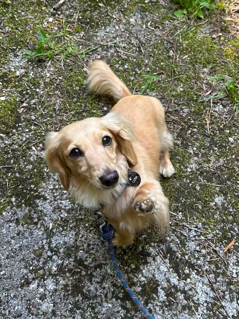 Small light brown dog sitting on a mossy and gravel-covered ground, raising one paw toward the camera, wearing a collar with a round tag.