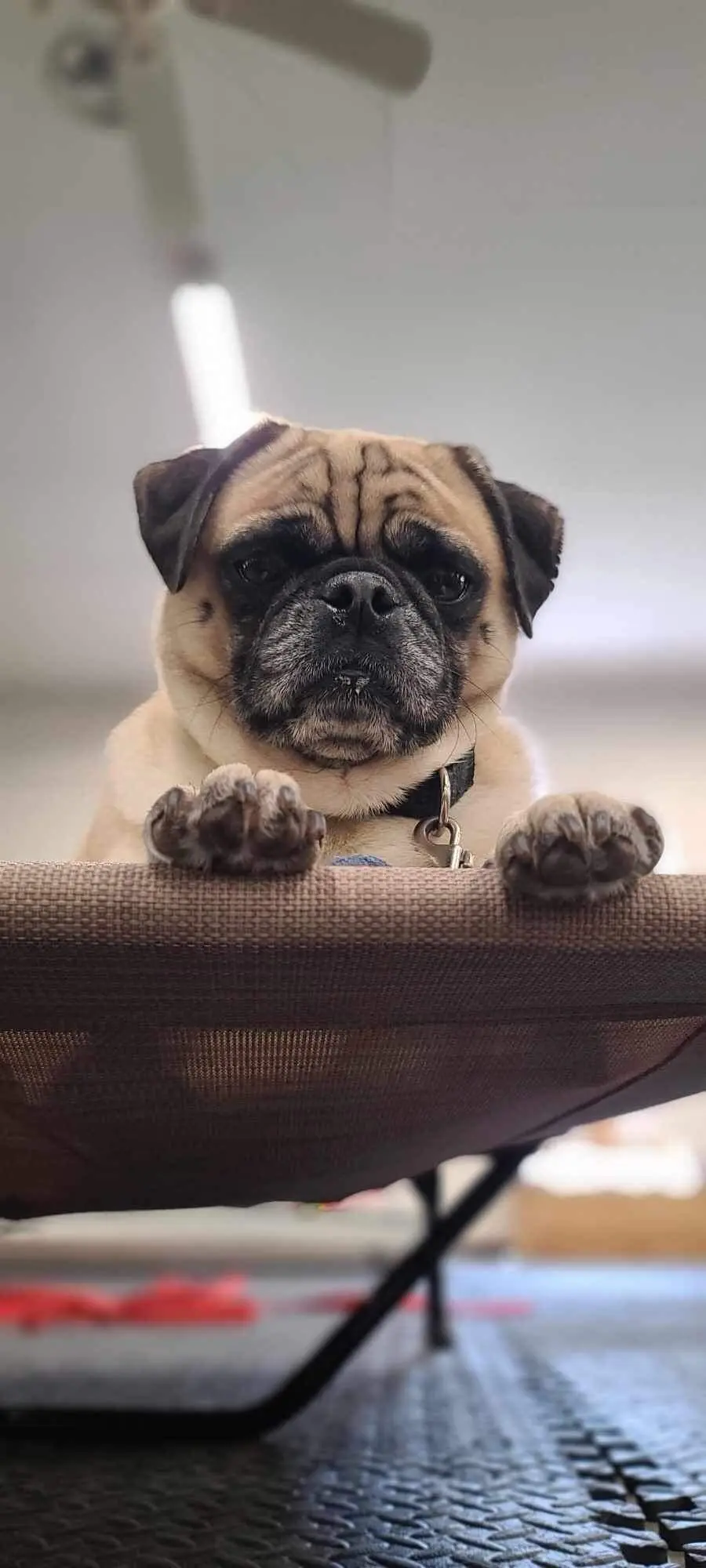 Close-up of a fawn pug with a black face resting its front paws on a brown elevated pet bed indoors.
