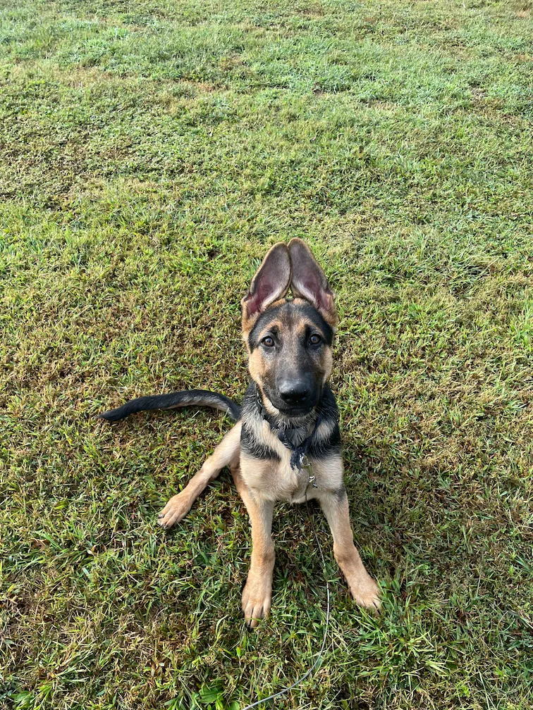 Young German Shepherd dog with large upright ears sitting on green grass, looking attentively at the camera.