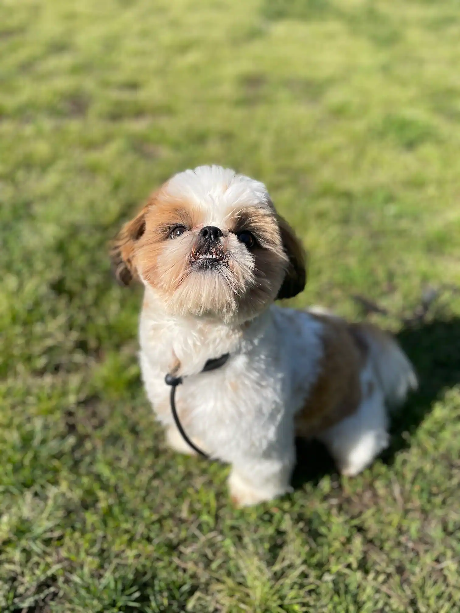 Small white and brown dog with a slightly upturned nose sitting on green grass, wearing a black collar with a leash.