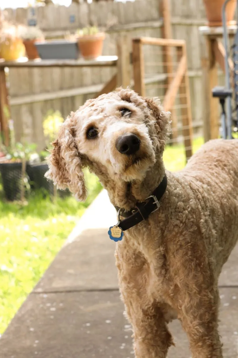A beige curly hair poodle slightly turning his head with grass in the background.