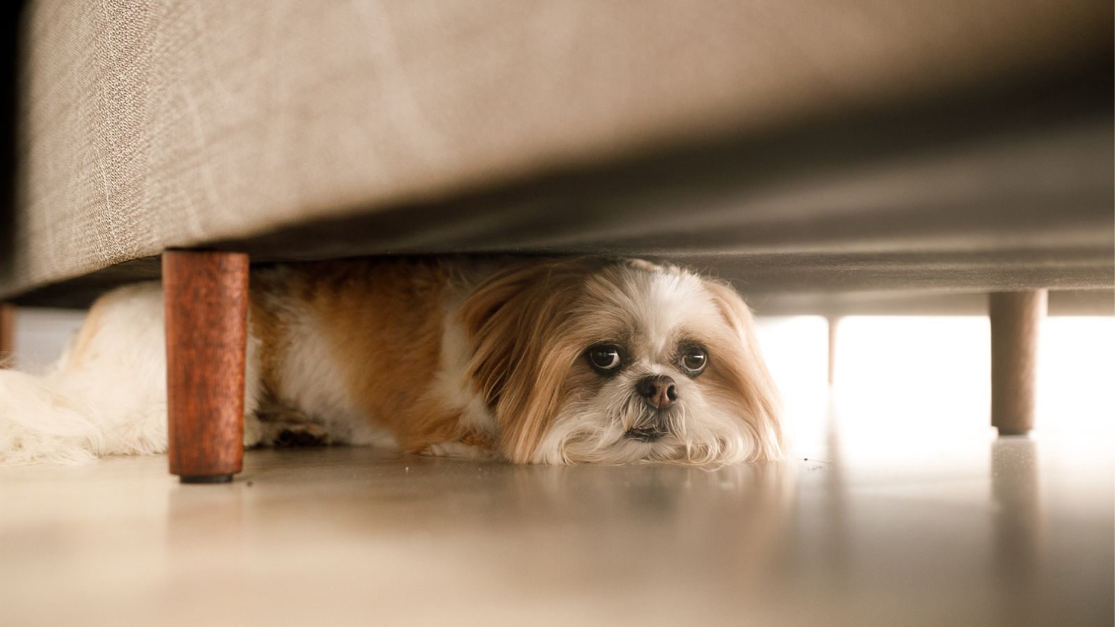 Small dog peeking out from under a bed frame
