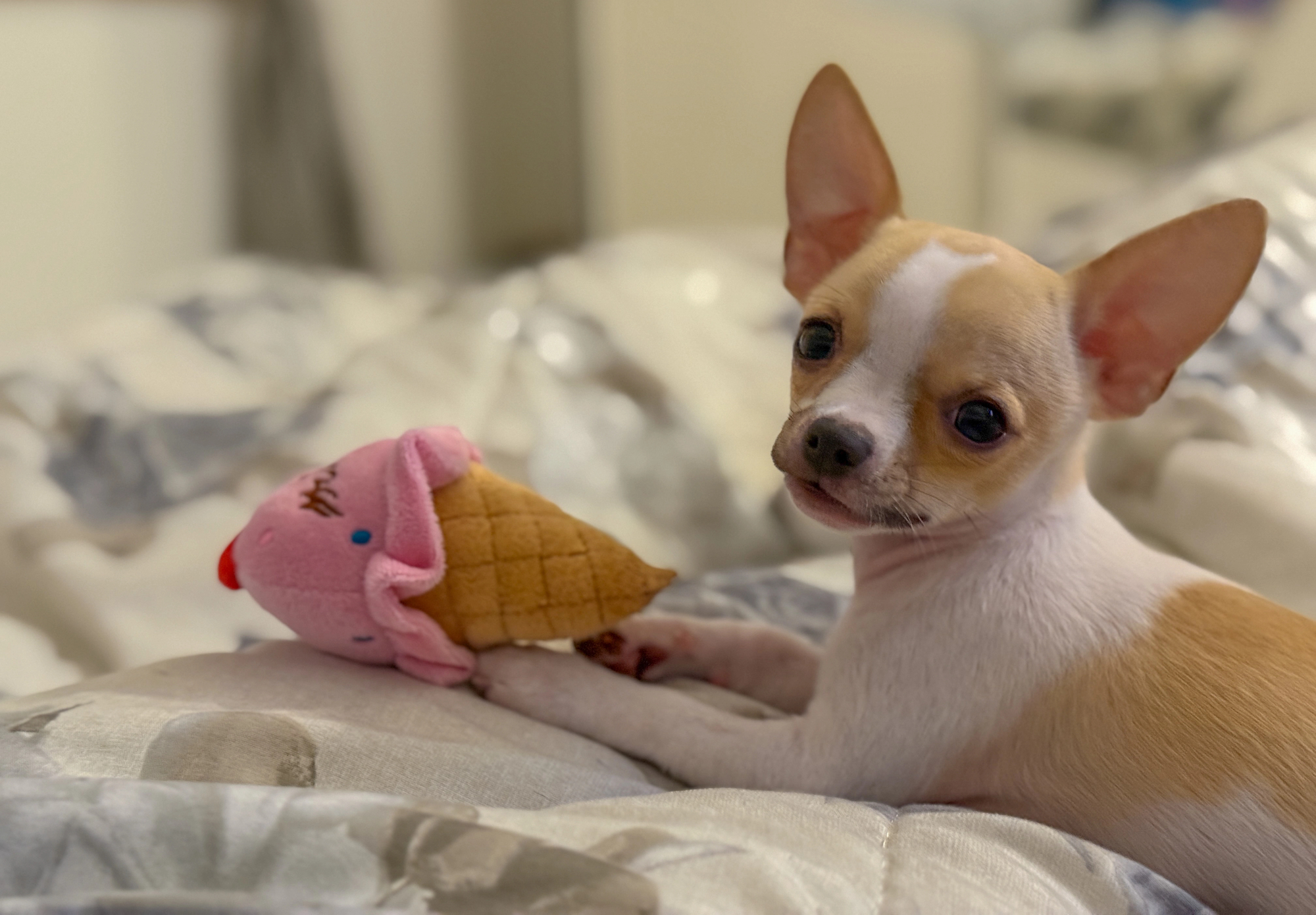 Small chihuahua puppy resting next to a plush toy