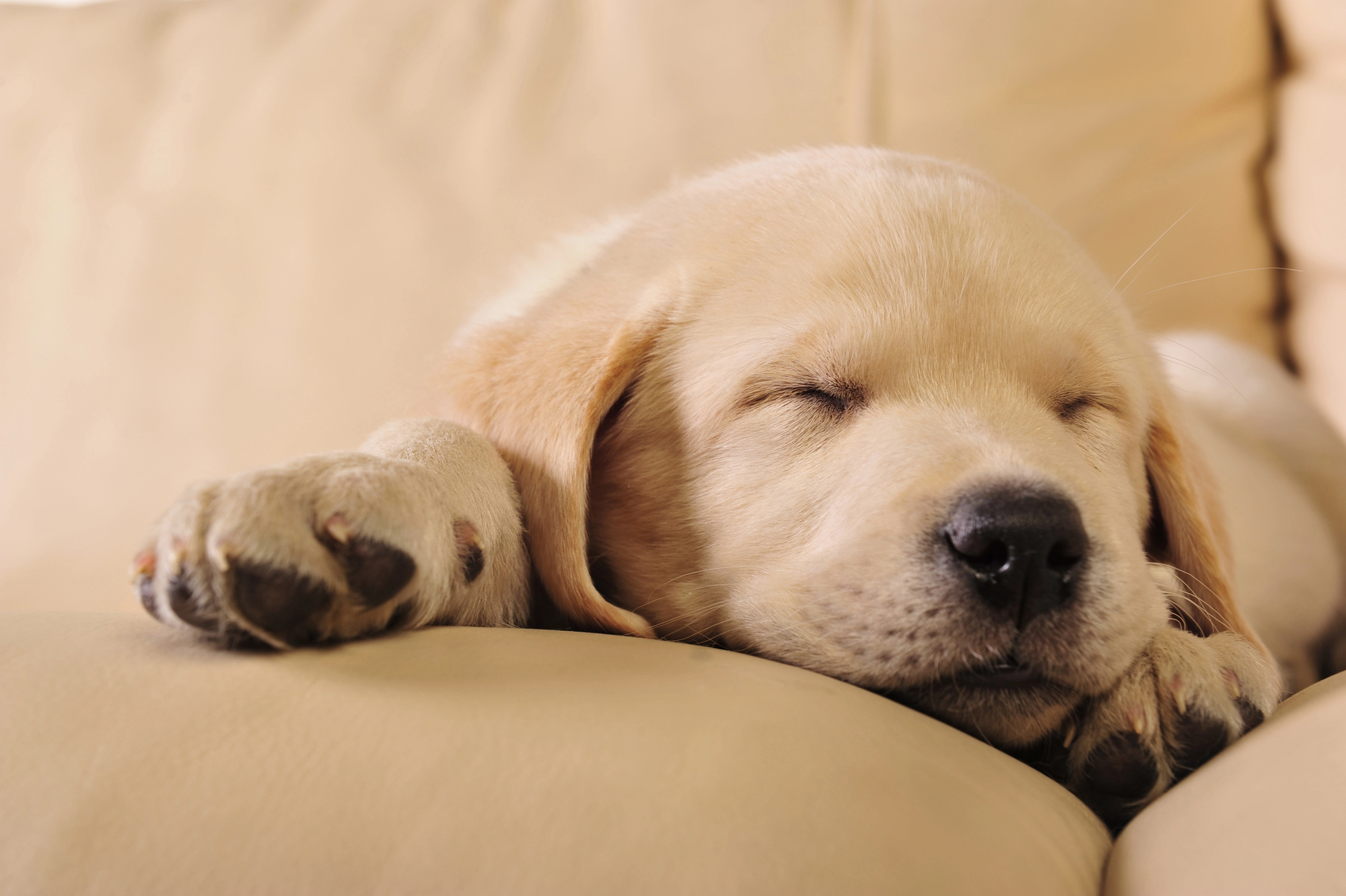 Sleeping golden retriever puppy