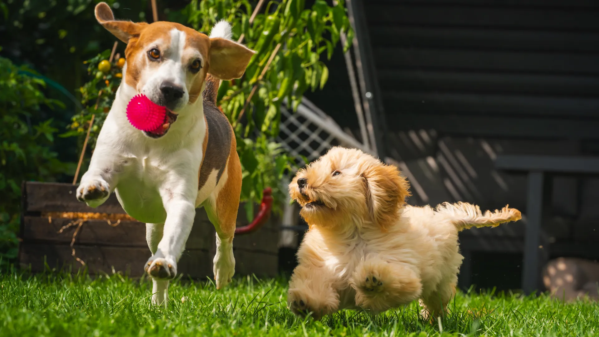 Two dogs playing together outdoors with a red ball