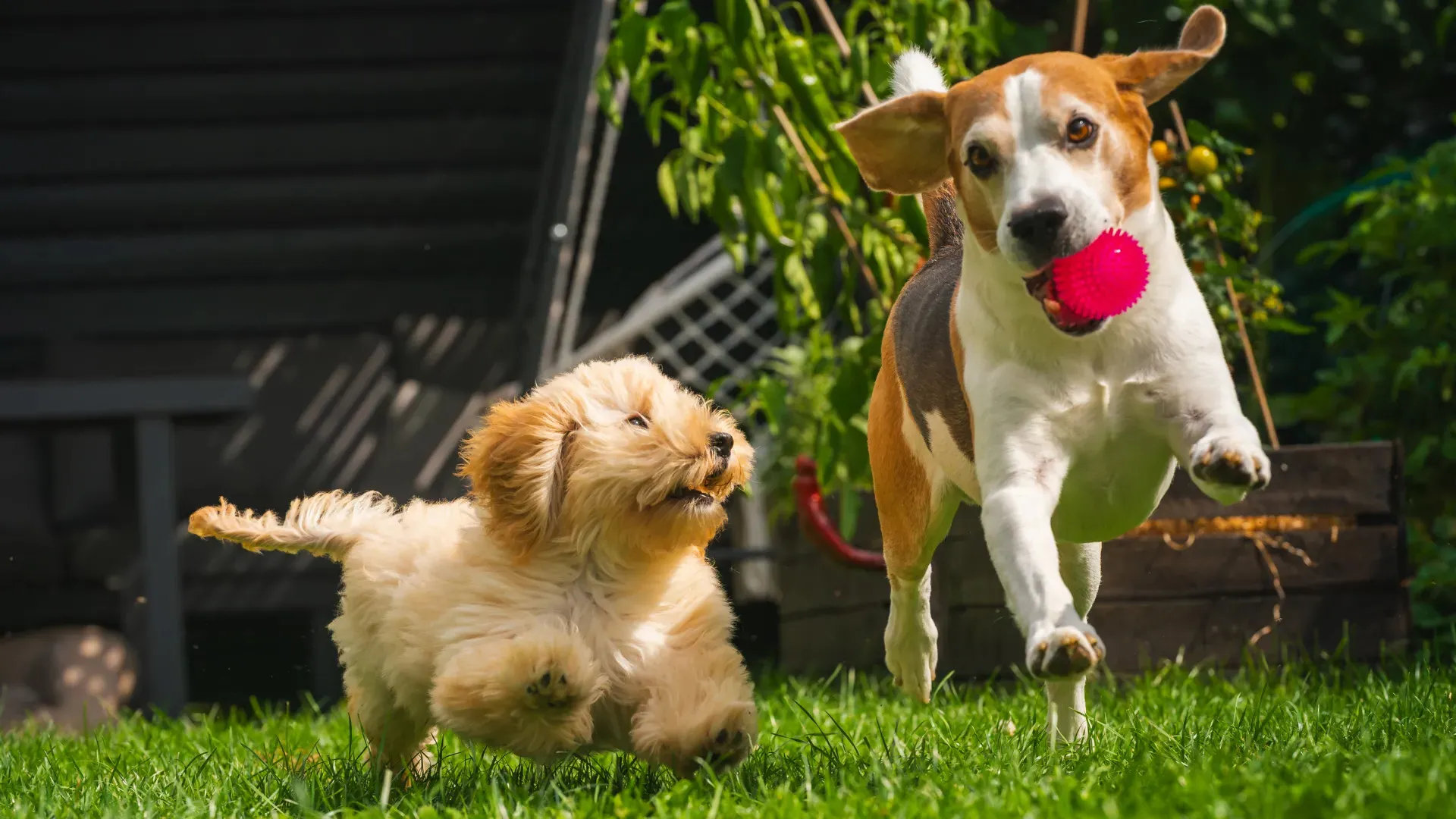 Two dogs playing together outdoors with a red ball