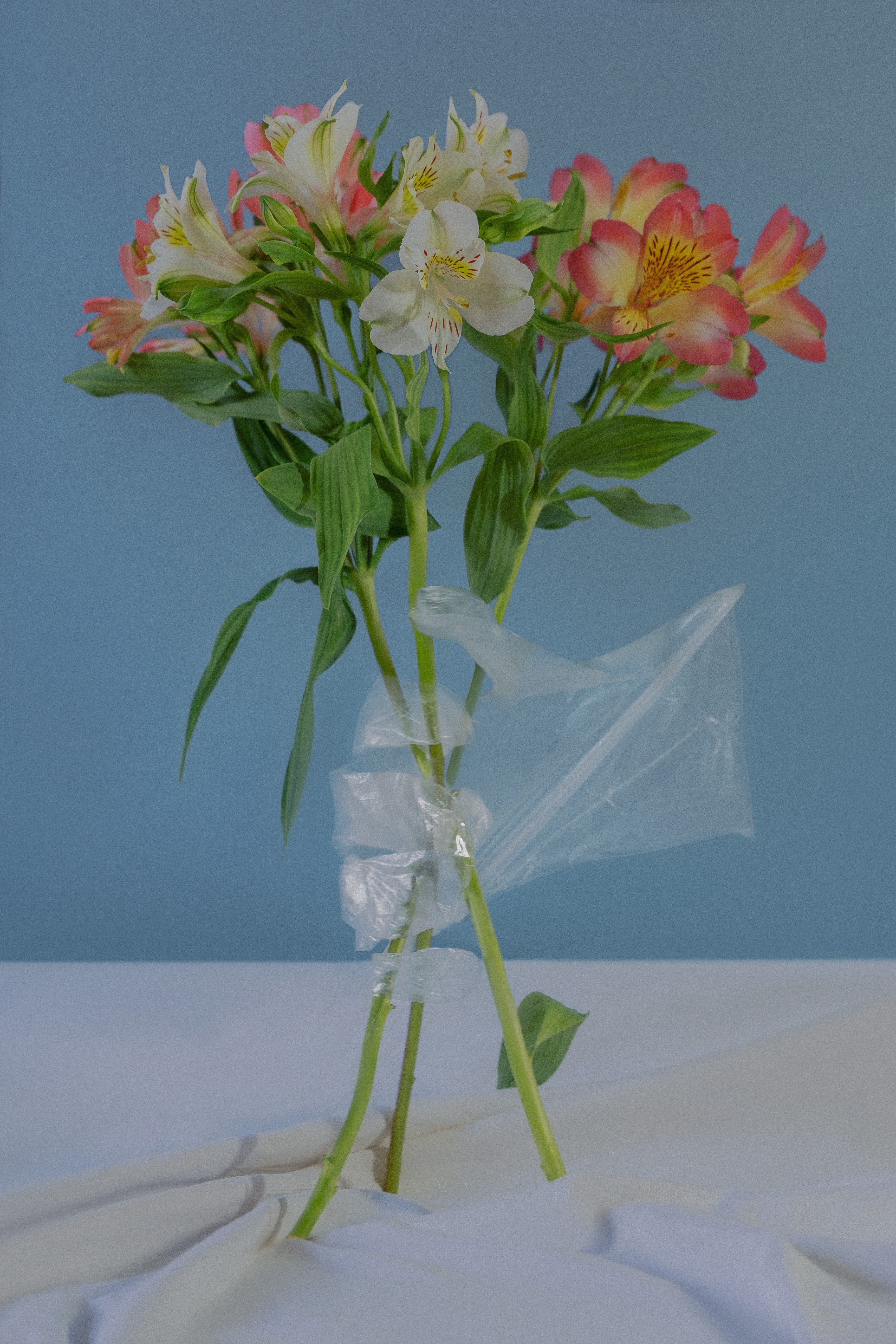 Photo of flowers in wrapping
