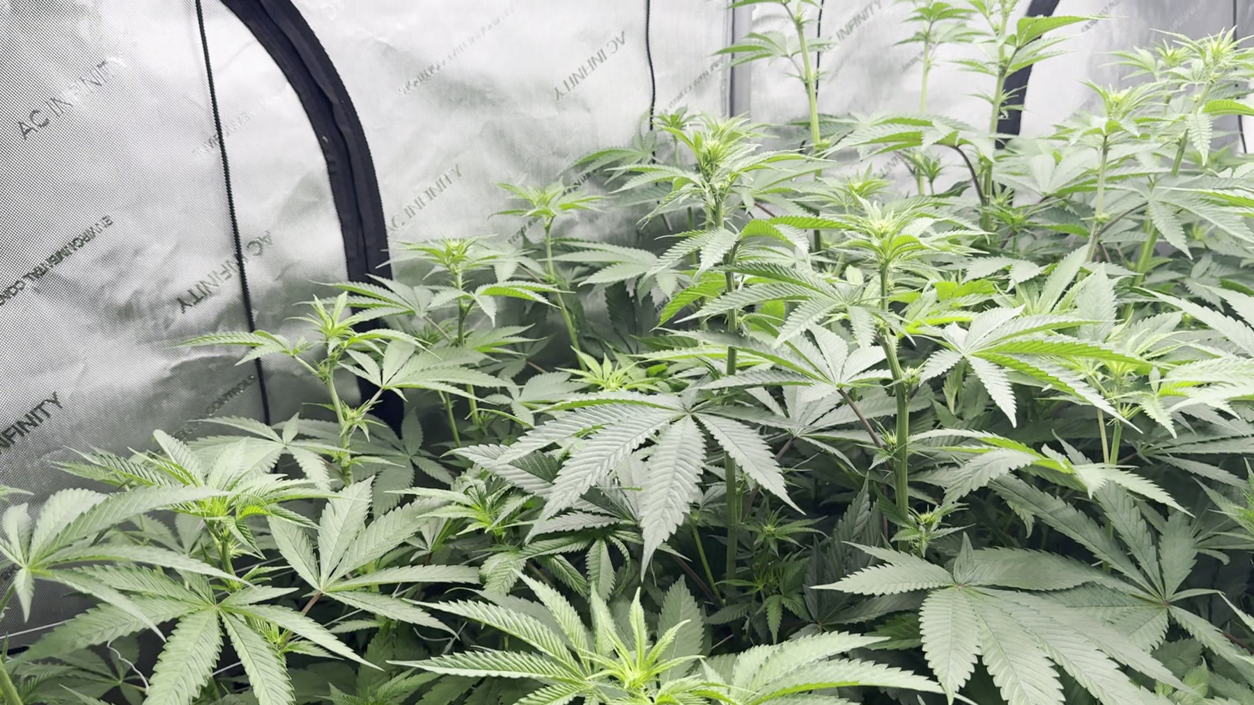 Pure Jade cannabis farm in Minnesota