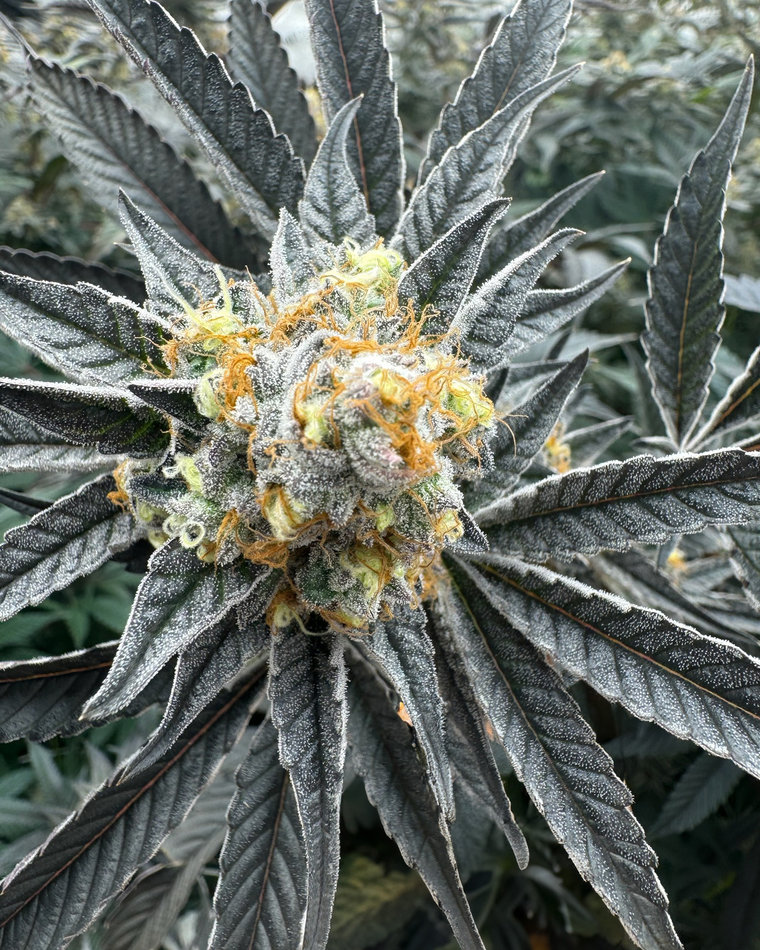 Cannabis plant grown in living soil