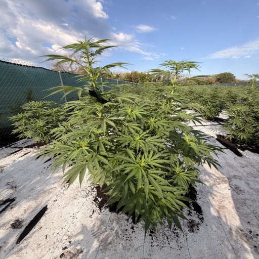 Tall cannabis colas reaching past the canopy