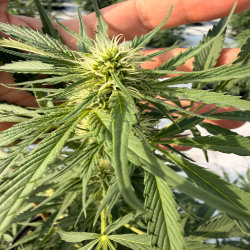 Close view of a cannabis cola held in hand