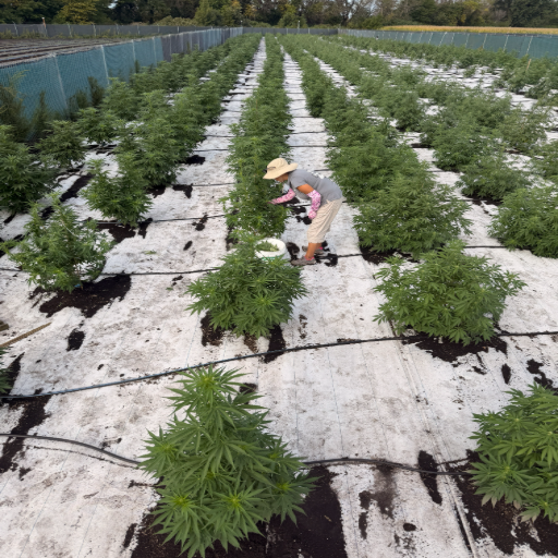 Kathy working a block of plants by hand, rows stretching behind her