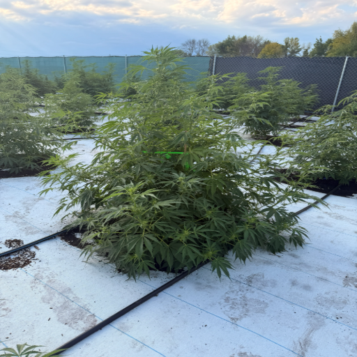 A single cannabis plant in the field at the end of the day