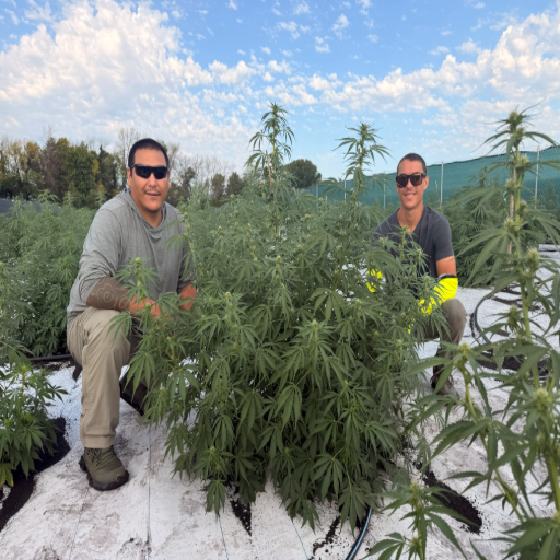Shane and Brody crouched among the plants in the rows