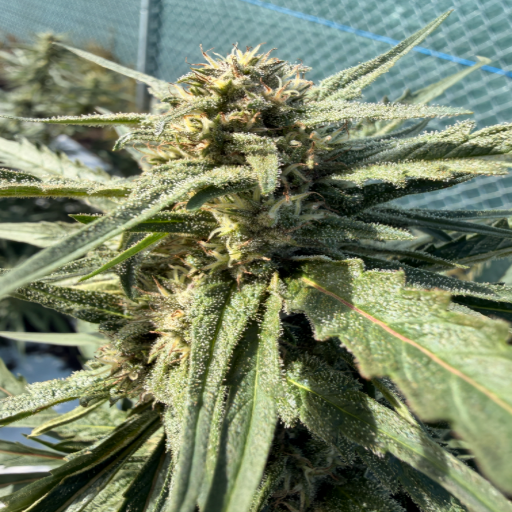 Durban Poison buds stacked along a tall cola, grown in living soil