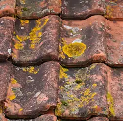Tuiles couvertes de lichen jaune avant le nettoyage de la toiture