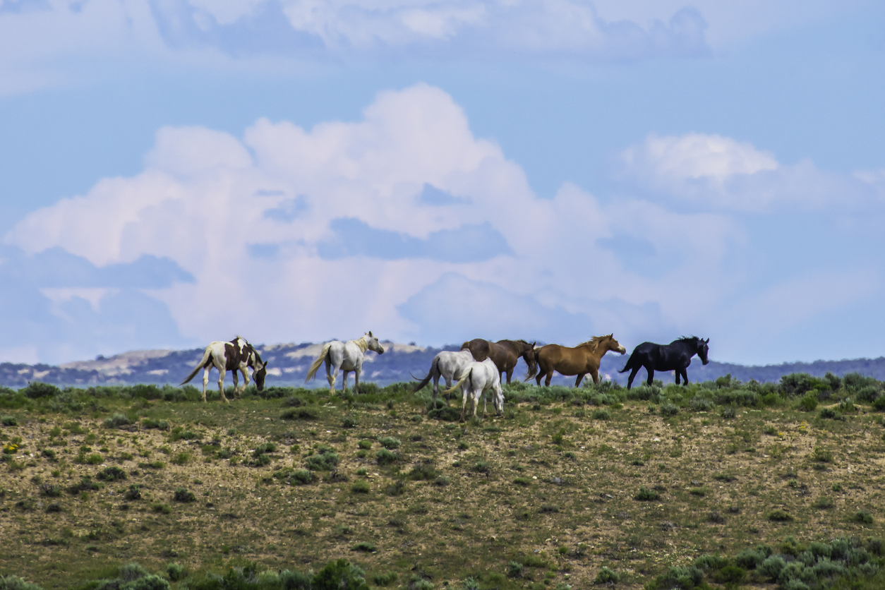 Wild horses in the Pryor Mountains, south of Billings