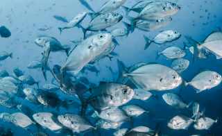 footer-fish-image