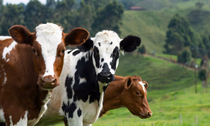 footer-cow-image