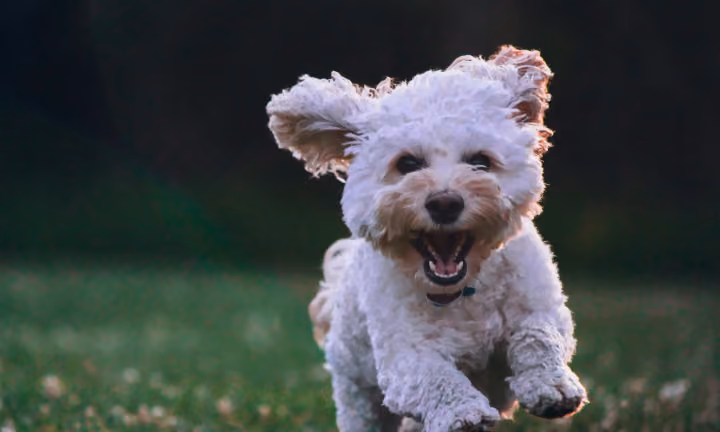 footer-dog-img