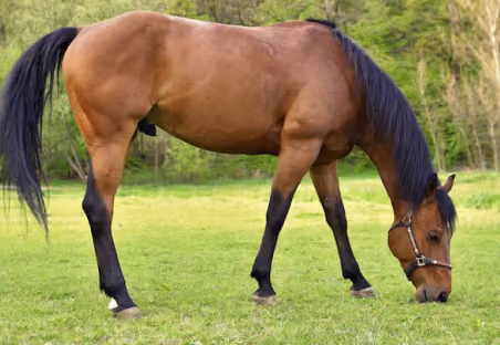 footer-horse-Image
