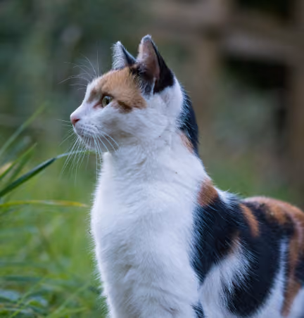 footer-cat-Image