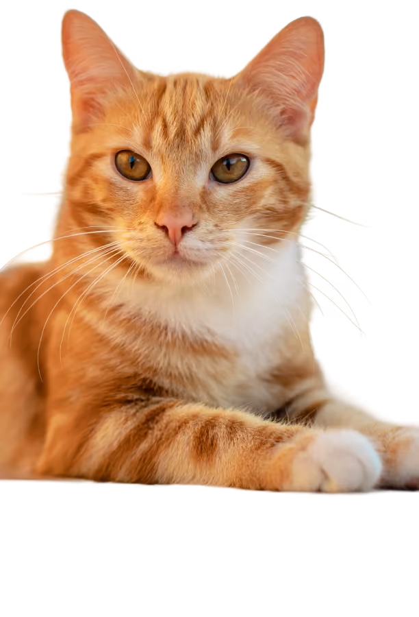 Companion Animal Front