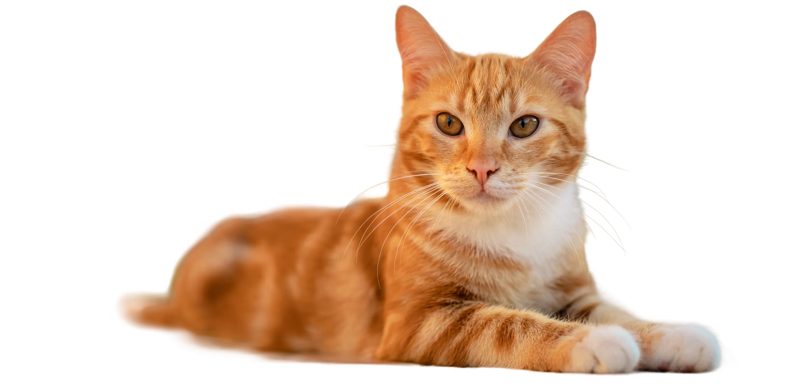species-companion-front