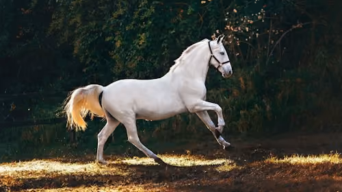 horse-img