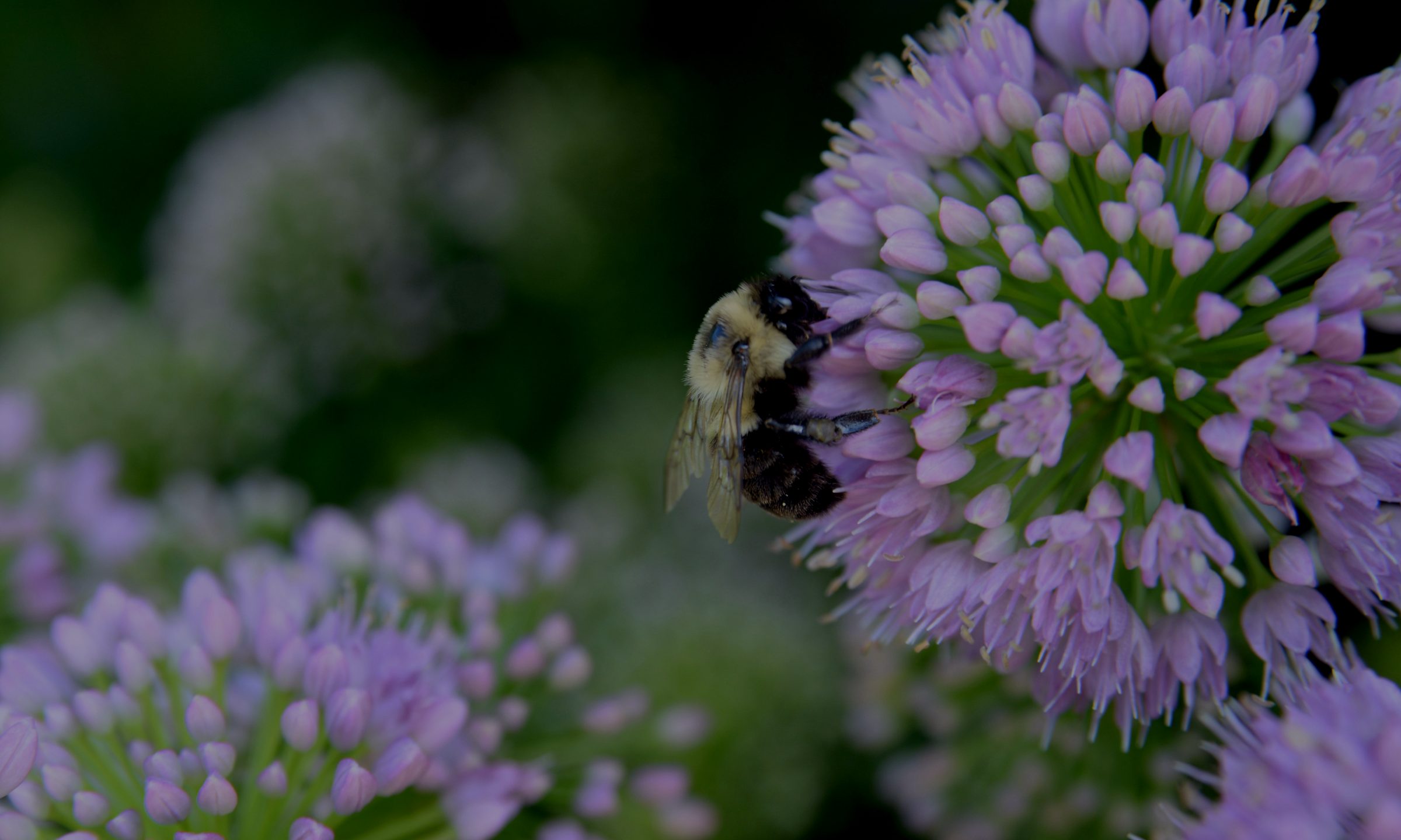Bumblebee on a purple allium flower