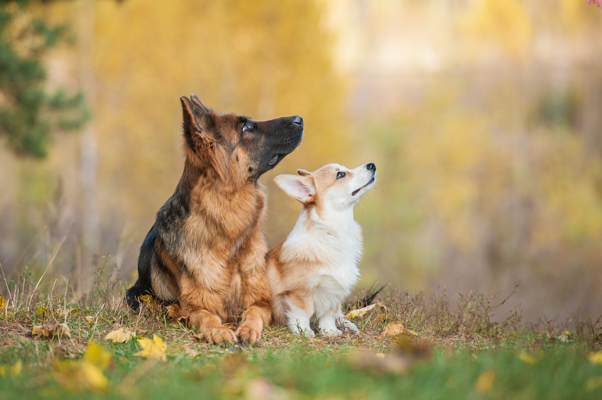 Hund und Katze in der Natur