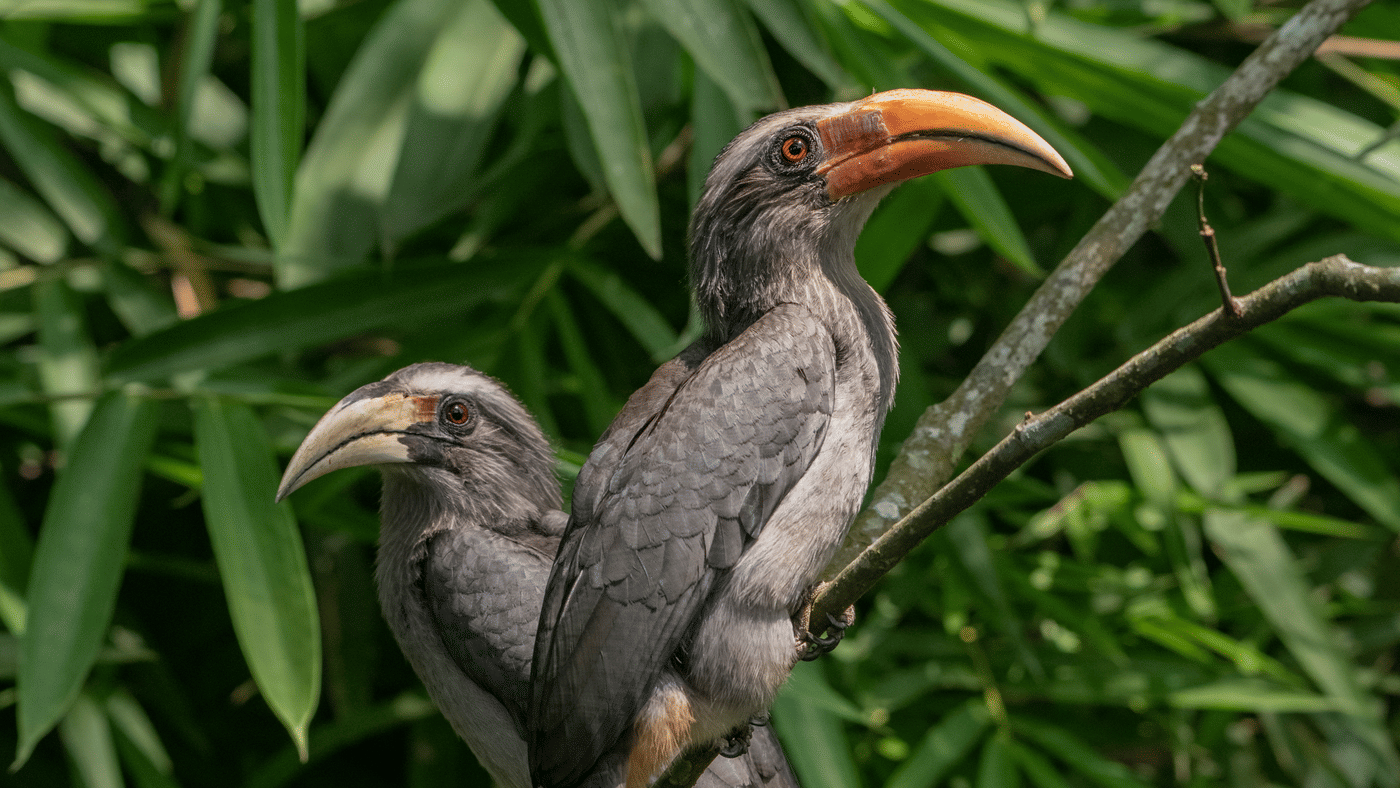 Two Malabar grey hornbills on a bare branch above the ridge