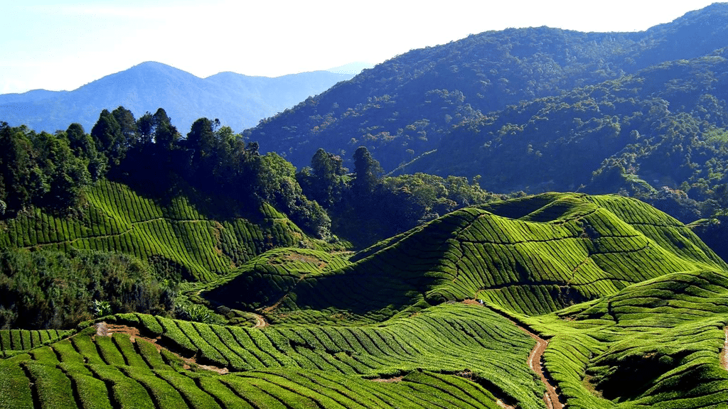 Rolling plantation hills and mountain ridges beyond the estate