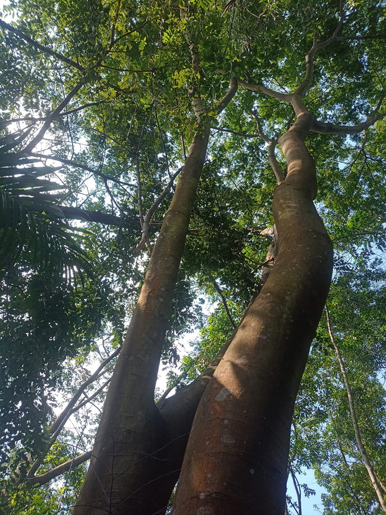 Forêt d'Idiofa