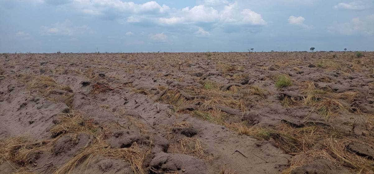 Vaste parcelle fraîchement labourée, couverte de résidus d'herbe sèche, qui s'étend jusqu'à l'horizon sous un ciel dégagé.