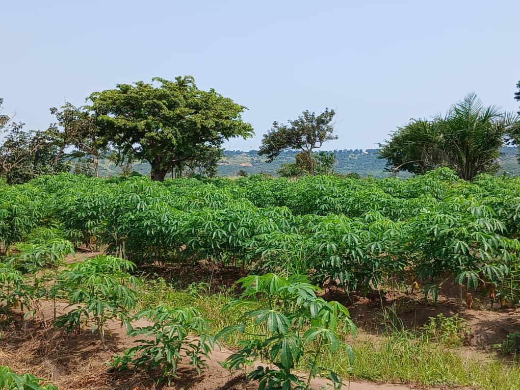 Champ de manioc dense, avec de jeunes arbres en arrière-plan.