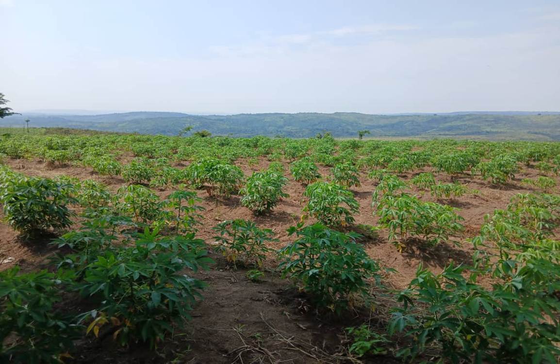 Rangées de jeunes plants de manioc sur un plateau, avec des collines à l’horizon.