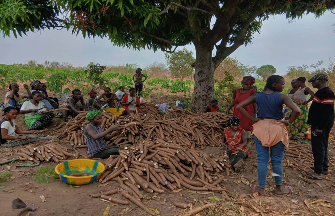 Des habitants rassemblent un grand tas de racines de manioc fraîchement récoltées sous un arbre.