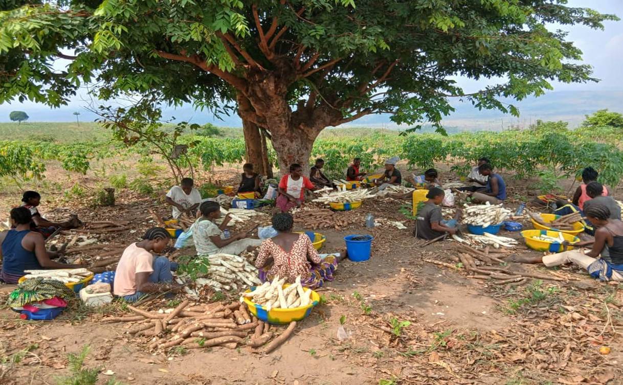 Des femmes assises au sol épluchent les racines de manioc, entourées de bassines colorées.