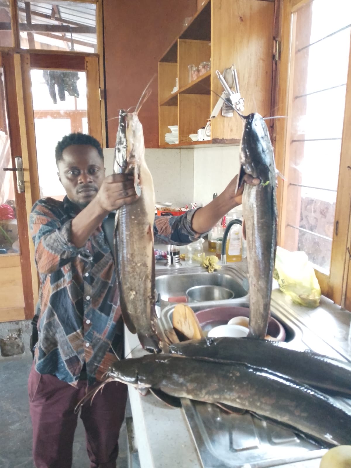 Un membre de l’équipe présente deux gros poissons-chats.