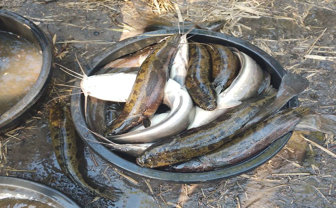 Une bassine remplie de gros poissons-chats.