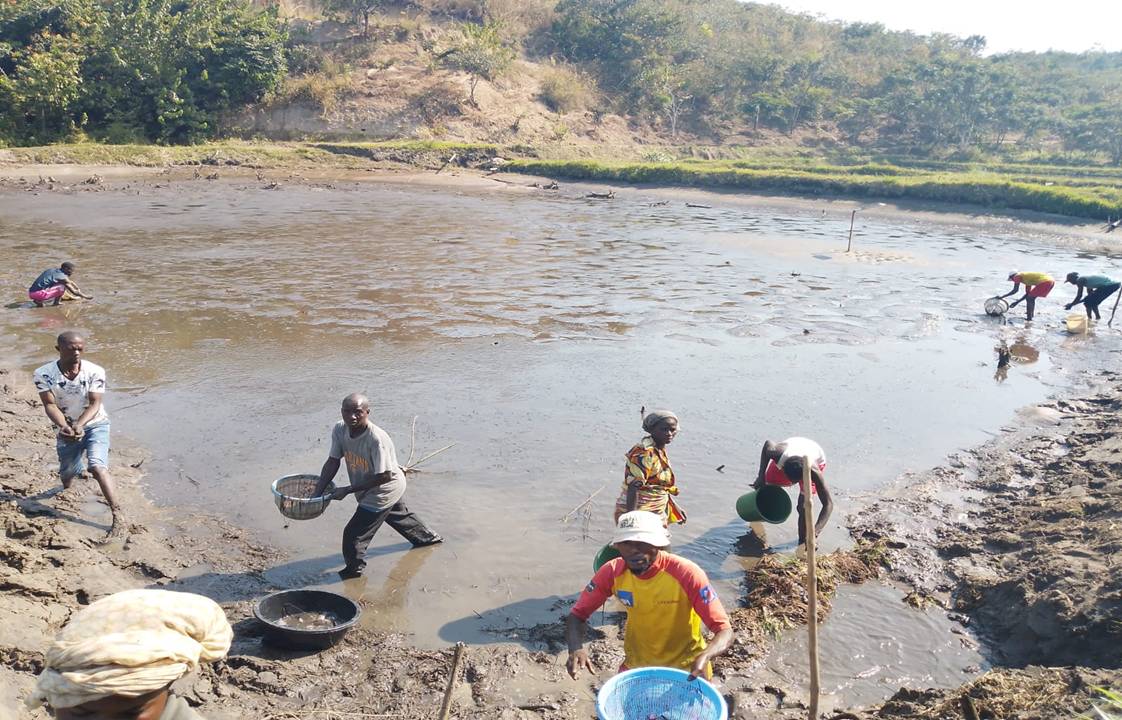 Des pisciculteurs dans un étang presque vide récoltent les alevins avec des bassines et des épuisettes.