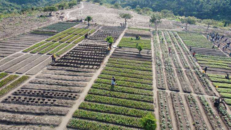 Vue aérienne de nombreuses planches de cultures maraîchères, avec des jardiniers au travail.
