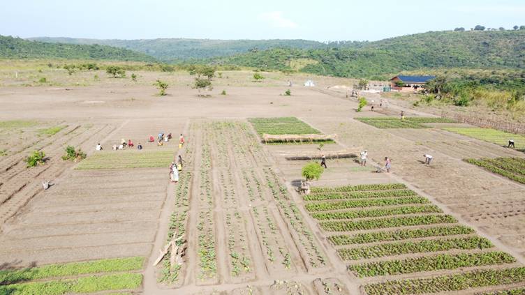 Vue aérienne de planches de légumes alignées sur un grand terrain, avec des collines à l’arrière-plan.
