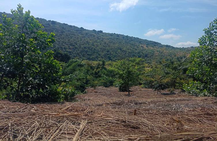 Vallée couverte de jeunes arbres, avec une parcelle labourée au premier plan.