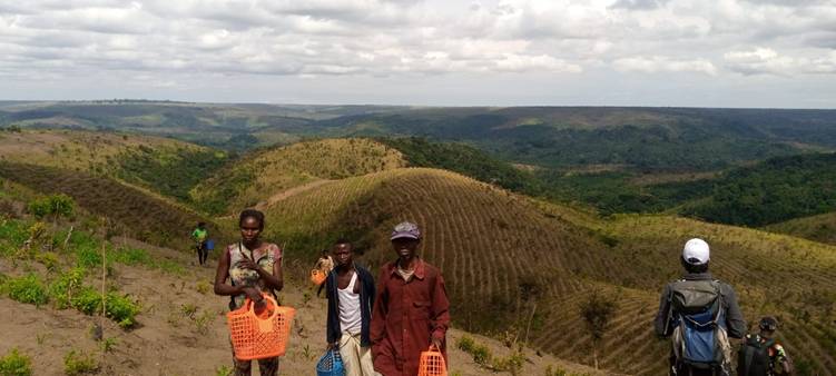 Des planteurs, paniers à la main, marchent sur une colline couverte de jeunes plantations.