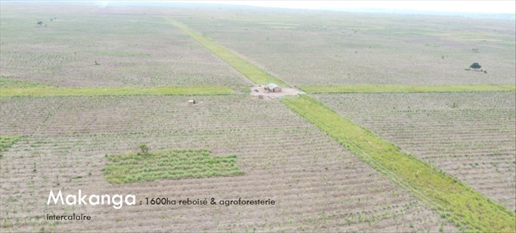 Vue aérienne d’une grande plantation en lignes, traversée par des pistes, sur le site de Makanga.