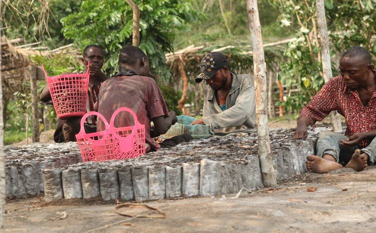 Des ouvriers remplissent et alignent des sachets de terre pour les futurs plants.