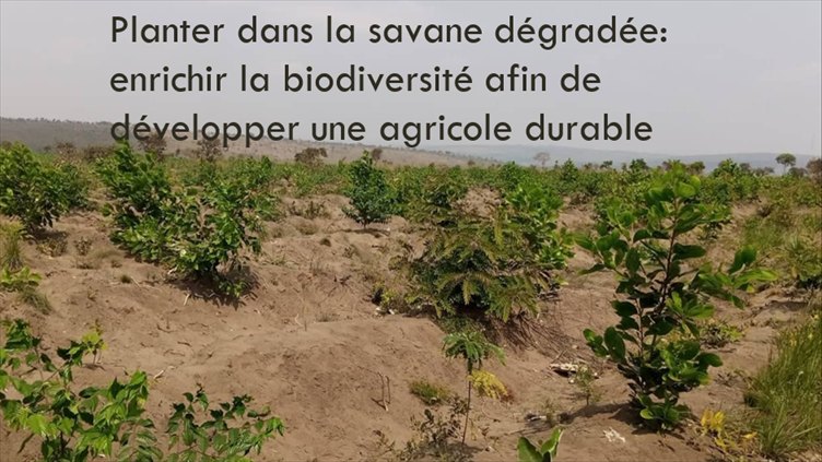 Jeunes arbres plantés sur une parcelle de savane, avec la légende Planter dans la savane dégradée.